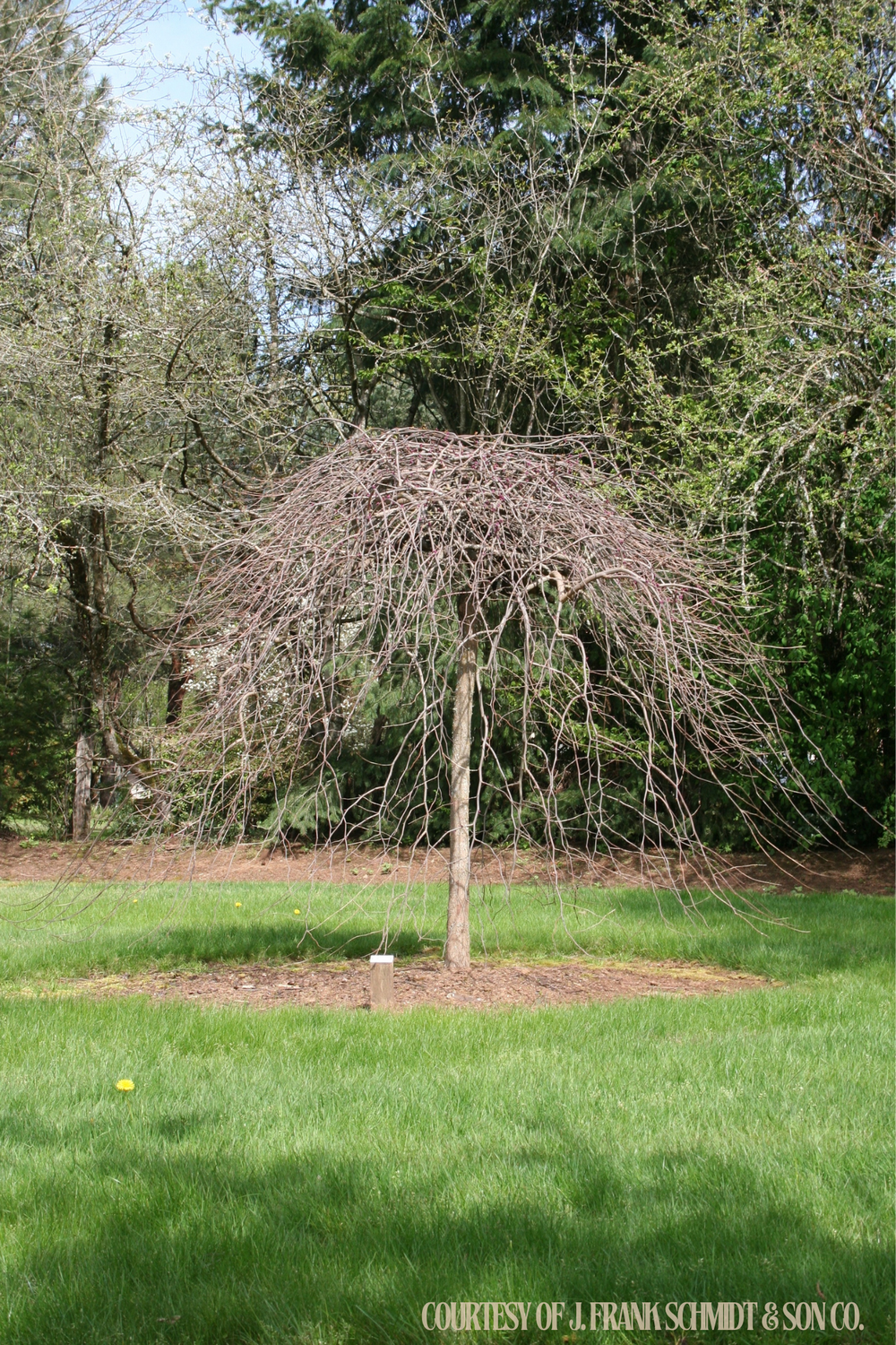 Redbud Weeping Lavender Twist Ornamental Tree