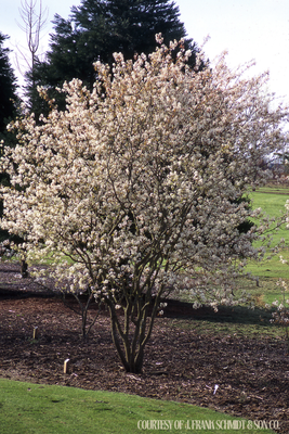 Serviceberry Autumn Brilliance Amelanchier Multi-Stem (15 gallon) $199.99