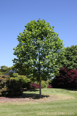 Poplar Tulip (10 gallon) $159.99