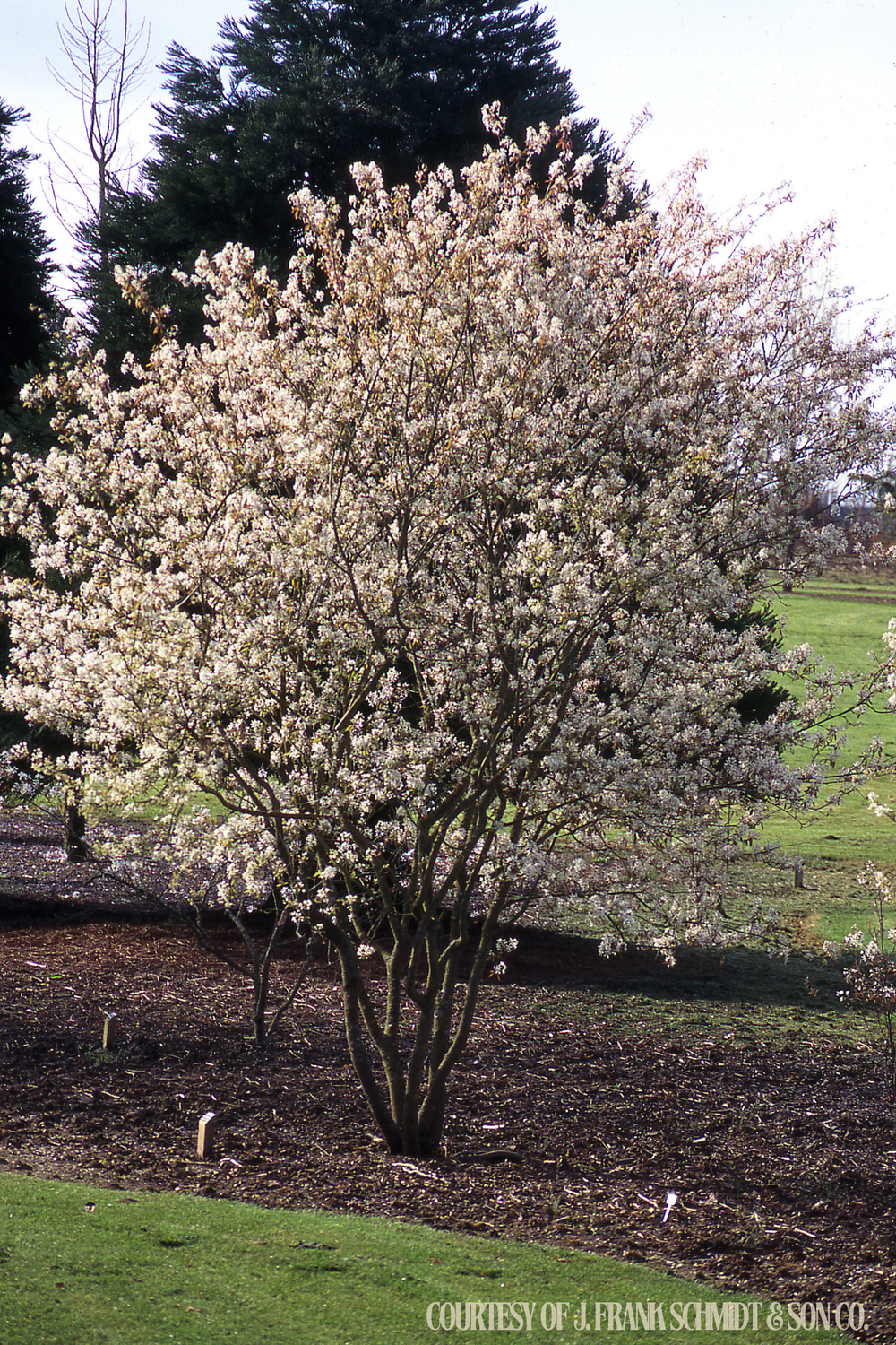 Serviceberry Autumn Brilliance Amelanchier Single Stem (15 gallon) $169.99