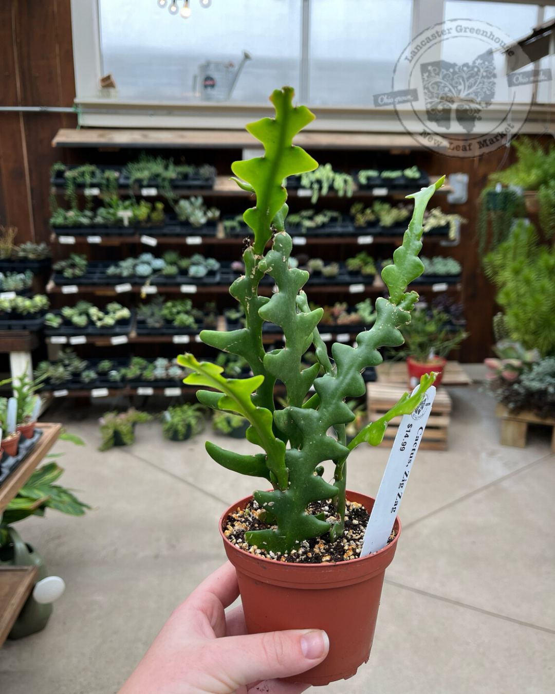 Cactus Zig Zag (4&quot; House Plant) $14.99