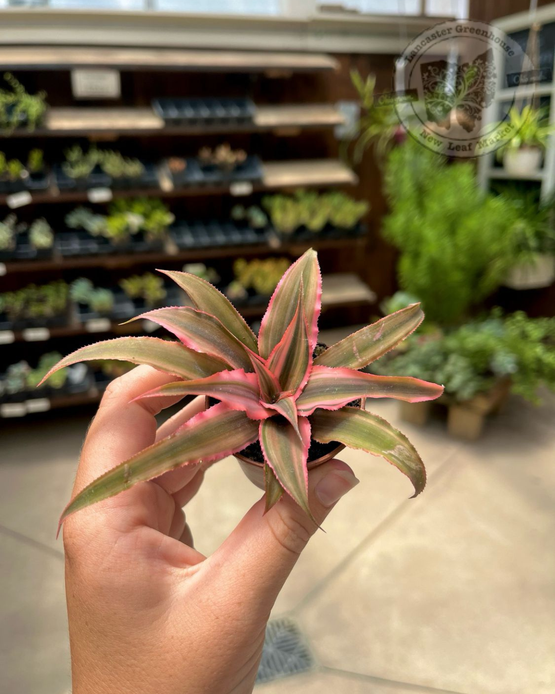 Cryptanthus Earth Star Plant (2" House Plant) $7.99