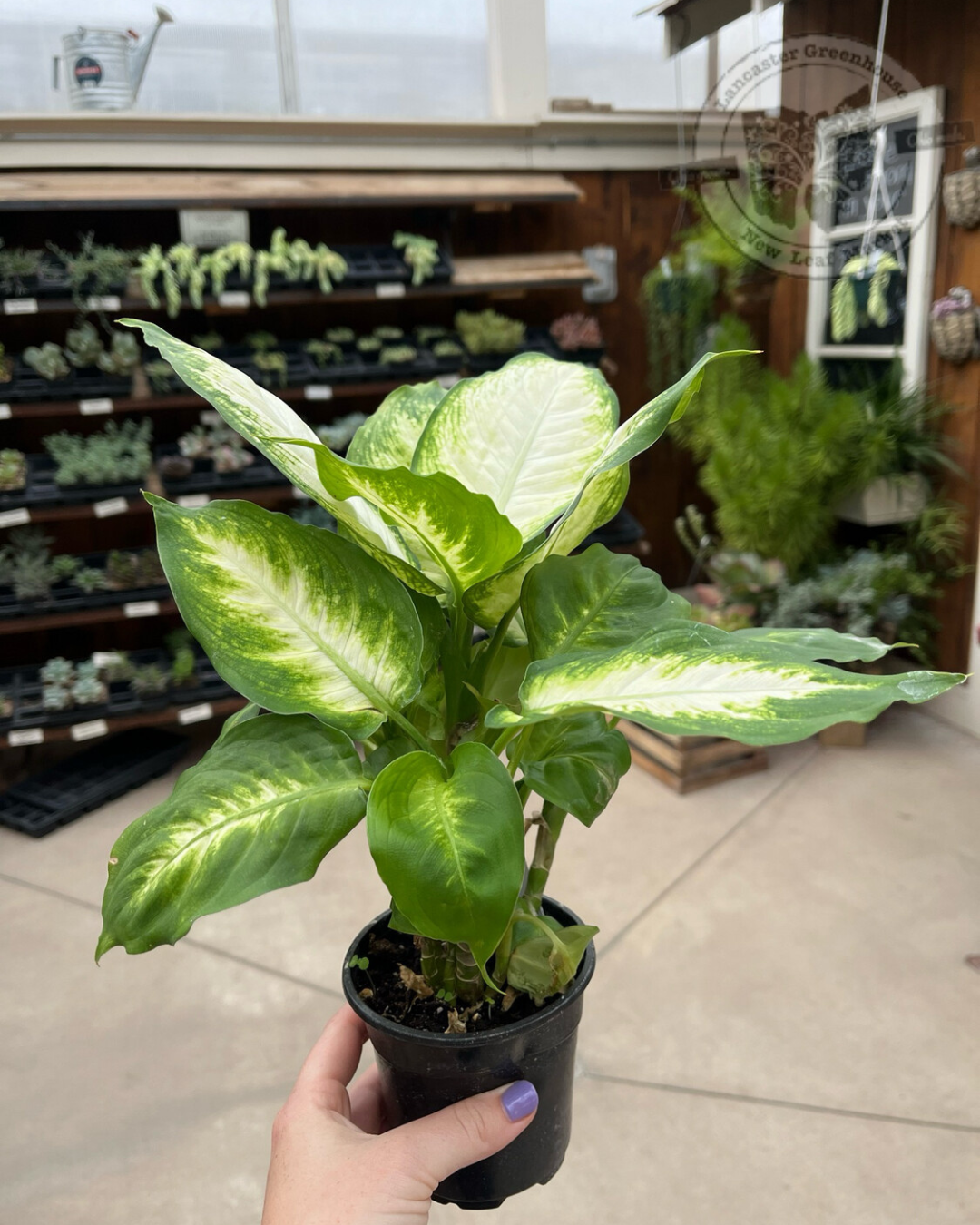 Dieffenbachia Camille (4&quot; pot - House Plant) $7.99