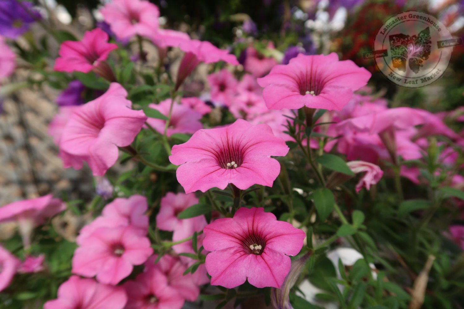 Petunia Bubblegum PW Supertunia Vista (quart pot)