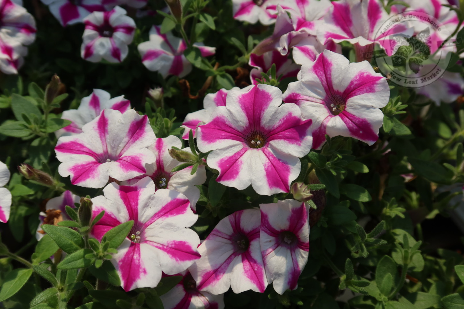 Petunia Lovie Dovie PW Supertunia (quart pot)