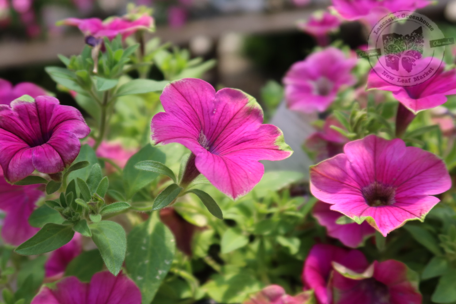 Petunia Picasso In Purple PW Supertunia (quart pot)
