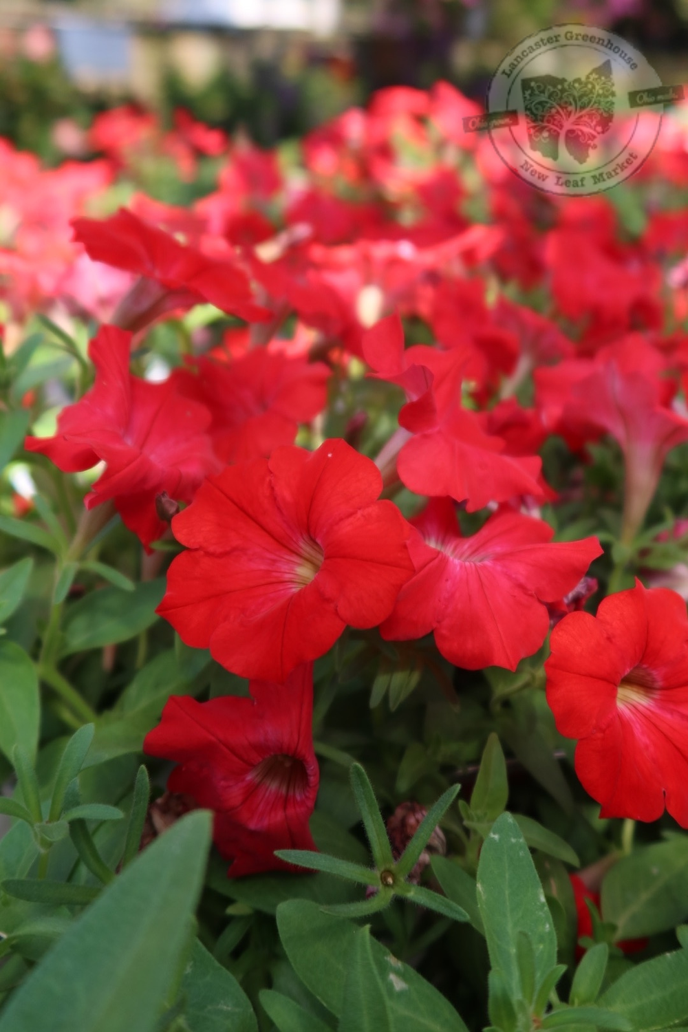 Petunia Really Red PW Supertunia (quart pot)