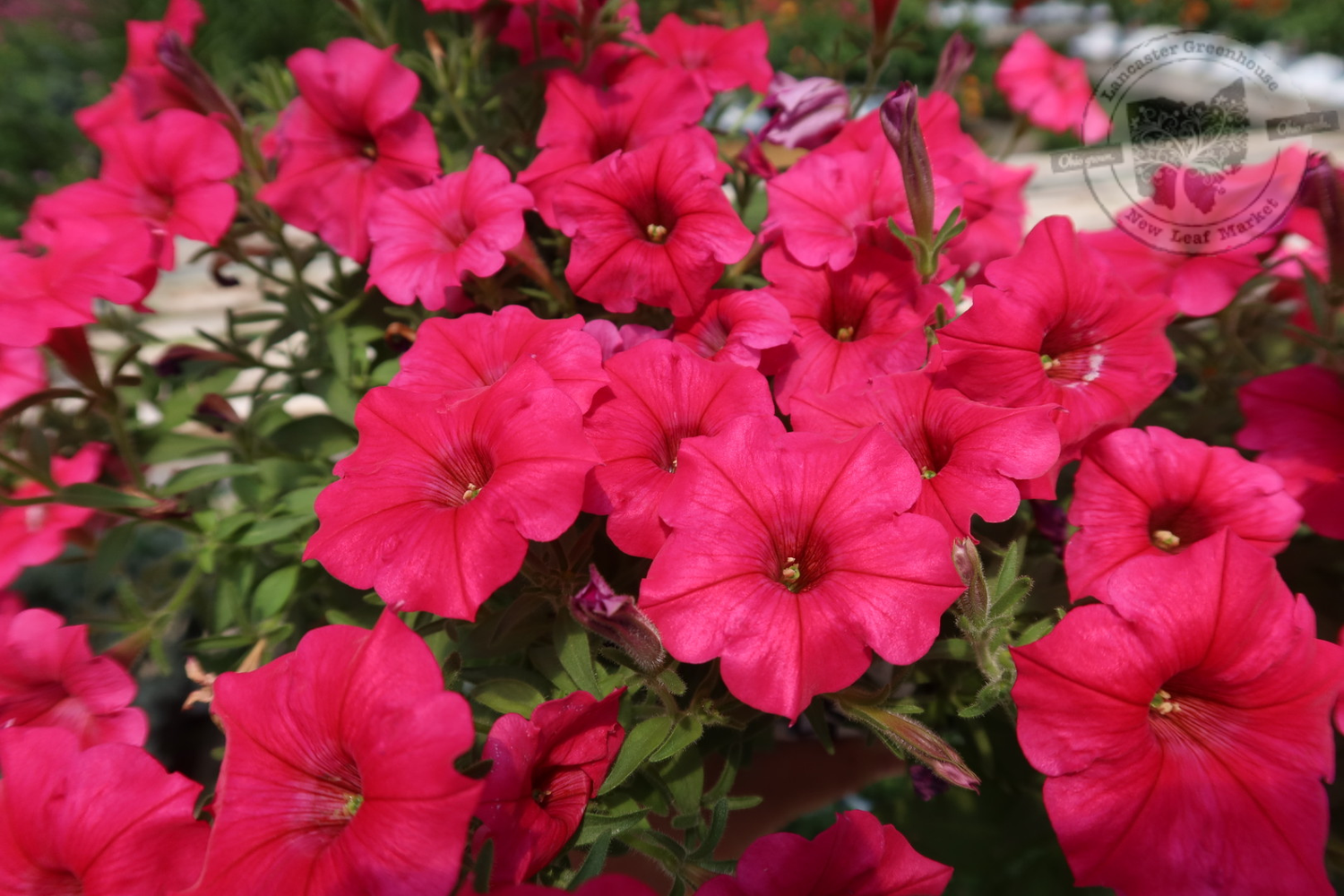 Petunia Paradise PW Supertunia Vista (quart pot)