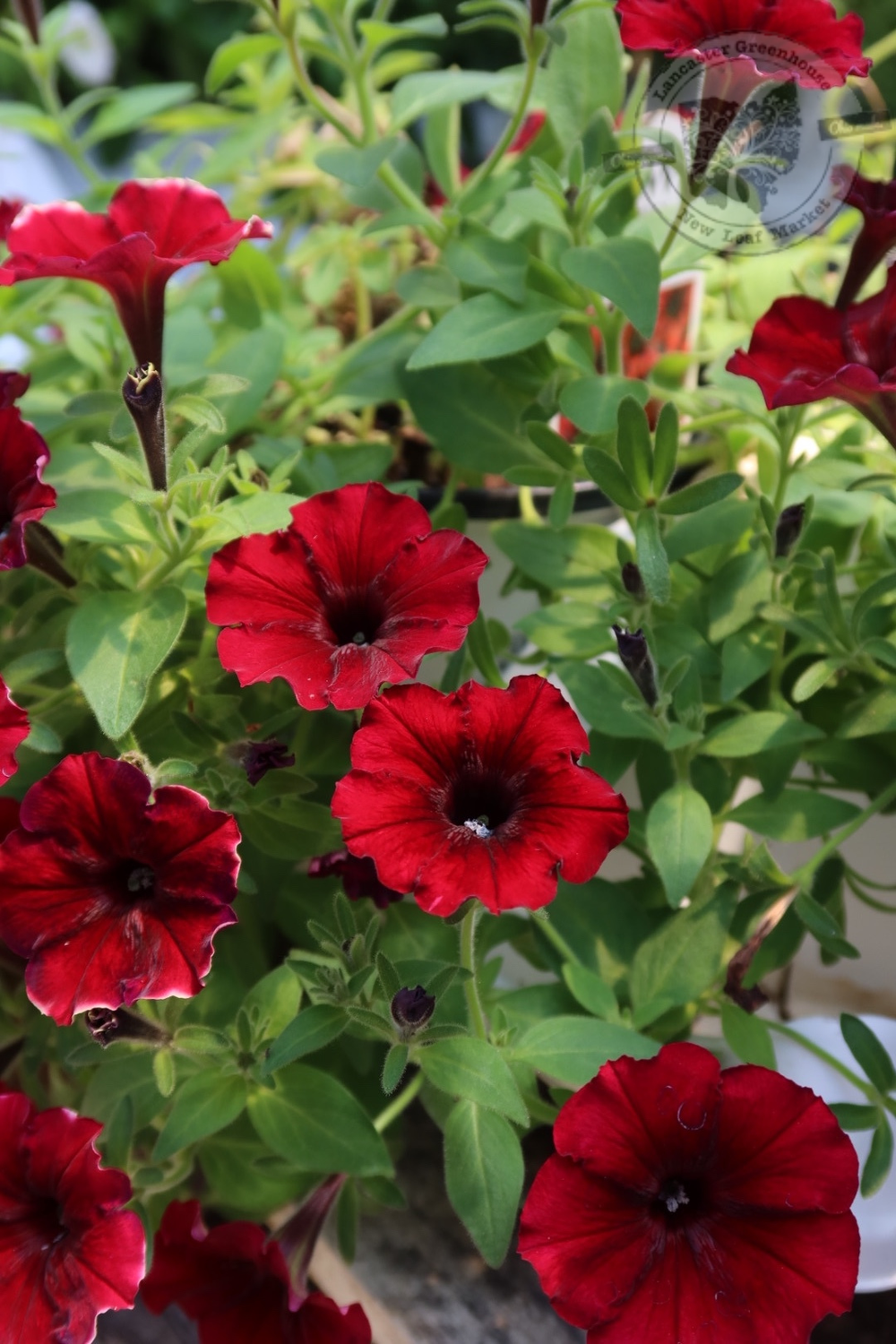 Petunia Black Cherry PW Supertunia (quart pot)
