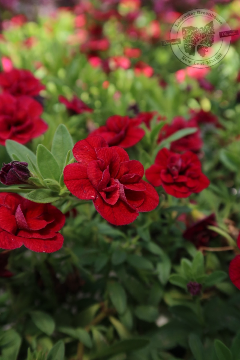 Calibrachoa Million Bells Double Ruby PW Superbells (quart pot)