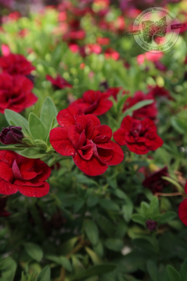 Calibrachoa Million Bells Double Ruby PW Superbells (quart pot)