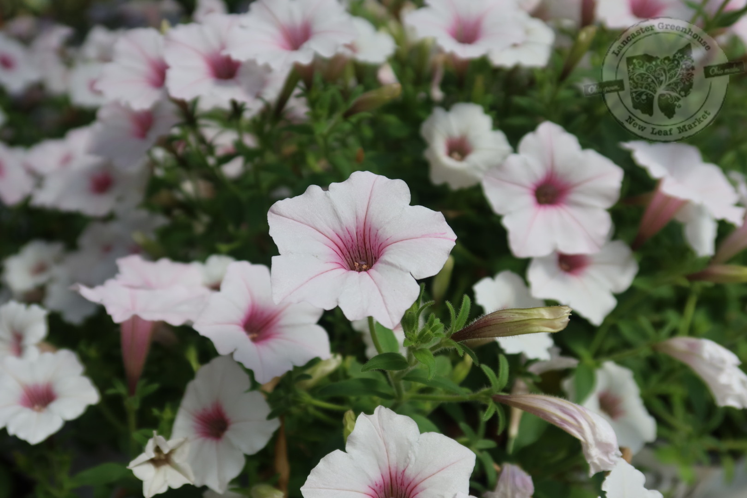 Petunia Silverberry PW Supertunia Vista (quart pot)