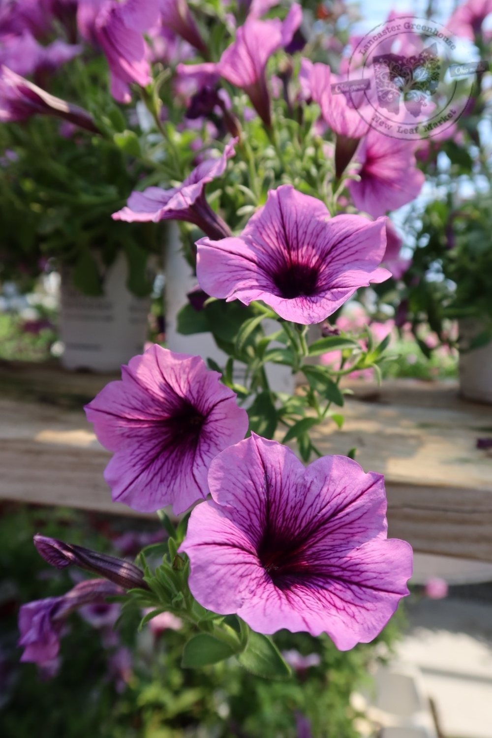 Petunia Bordeaux PW Supertunia (quart pot)