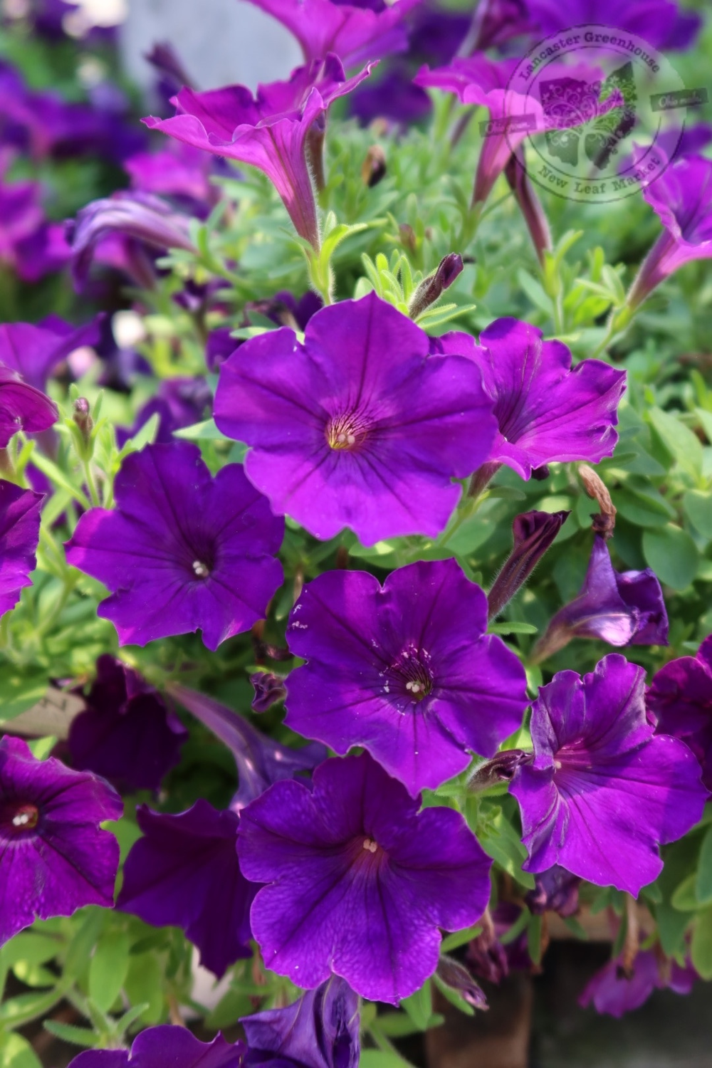 Petunia Royal Velvet PW Supertunia (quart pot)