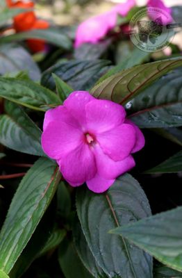 New Guinea Impatiens Purple Lavender Glow (quart pot)