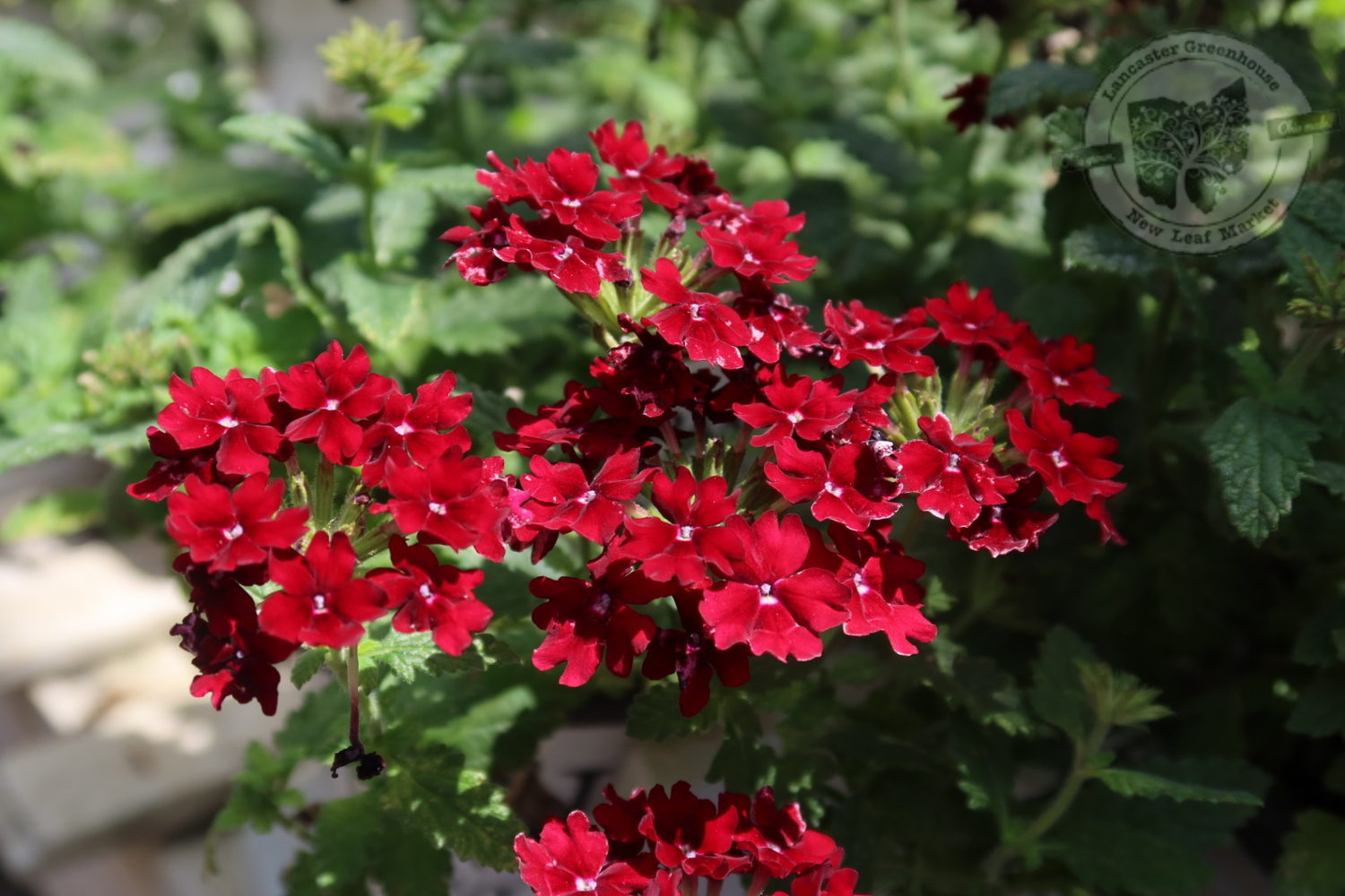 PW Verbena Superbena Royale Romance (quart pot)