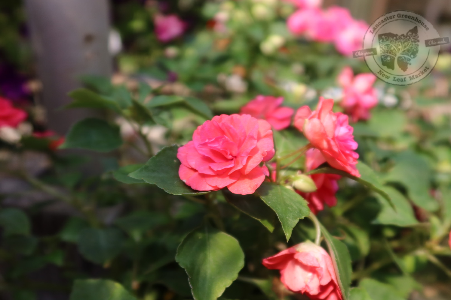 Impatiens Rockapulco Coral Reef PW (quart pot)