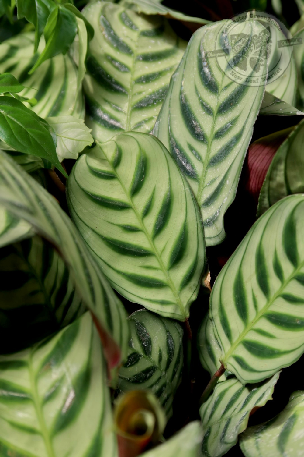 Calathea Burle Marx (4&quot; pot - House Plant) $14.99