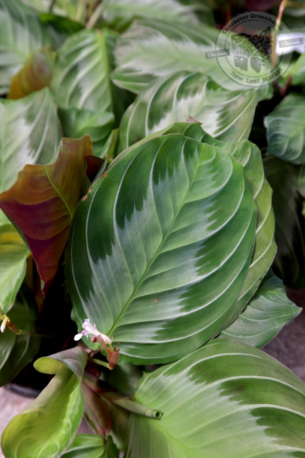 Maranta Silver Band (4&quot; pot - House Plant) $9.99