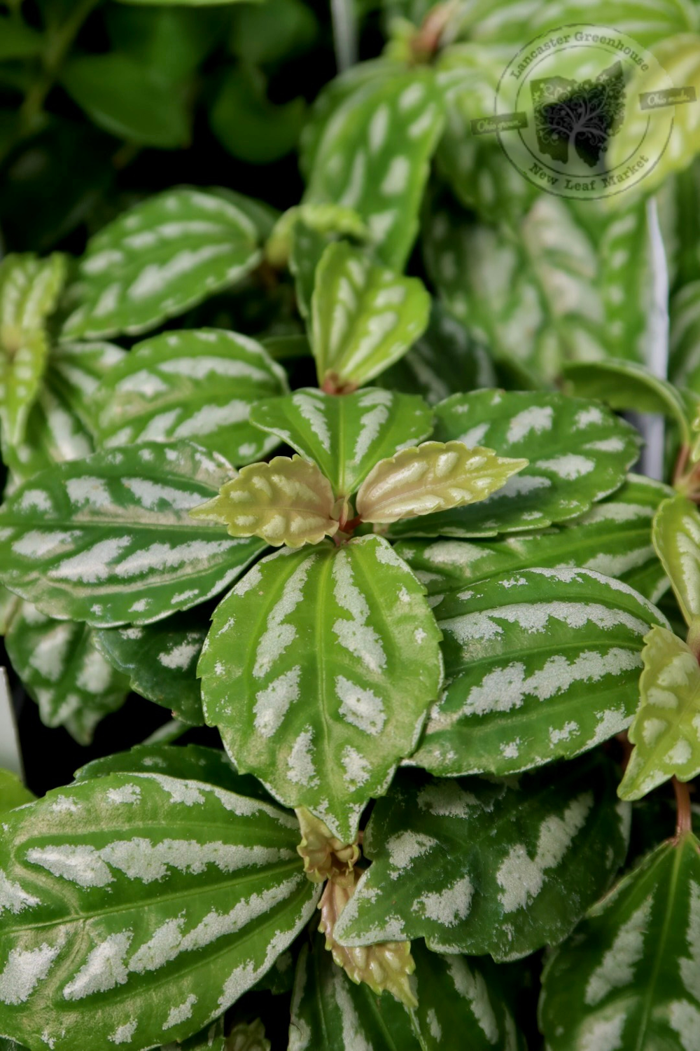Pilea Aluminum (4&quot; pot - House Plant) $7.99