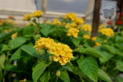 Lantana Luscious Royale Lemon Tart PW (quart pot)