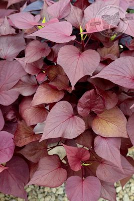 Ipomoea Mahogany Sweet Potato Vine Sweet Caroline Sweetheart PW (quart pot)