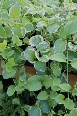 Vinca Vine (3 1/2&quot; Pot Filler) $4.99