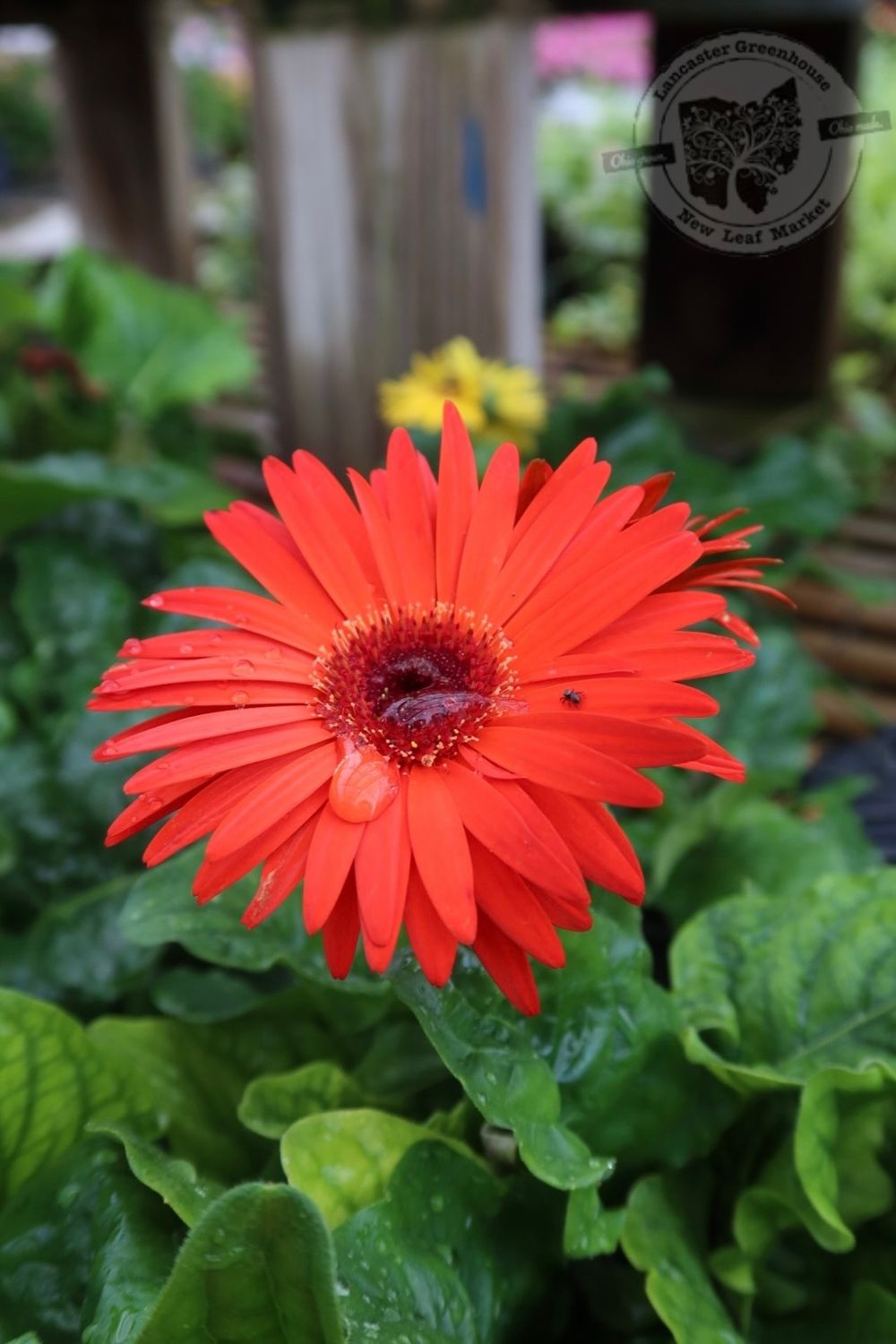Gerbera Daisy (Assorted Colors)