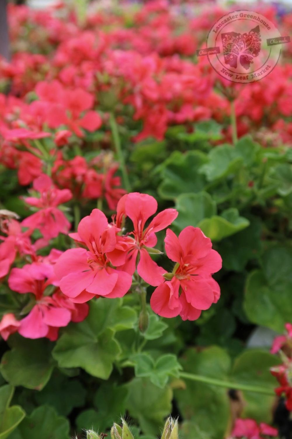 Ivy Geranium Dark Salmon / Salmon (4 1/2" pot)