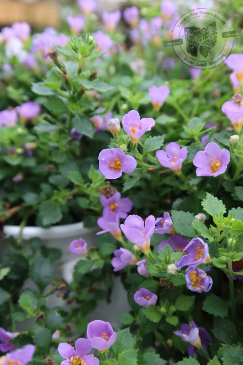Sutera Bacopa Snowstorm BLUE PW (quart pot)