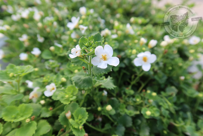 Sutera Bacopa Snowstorm Snow Globe PW (quart pot)