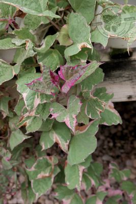 Ipomoea Tricolor Sweet Potato Vine PW (quart pot)
