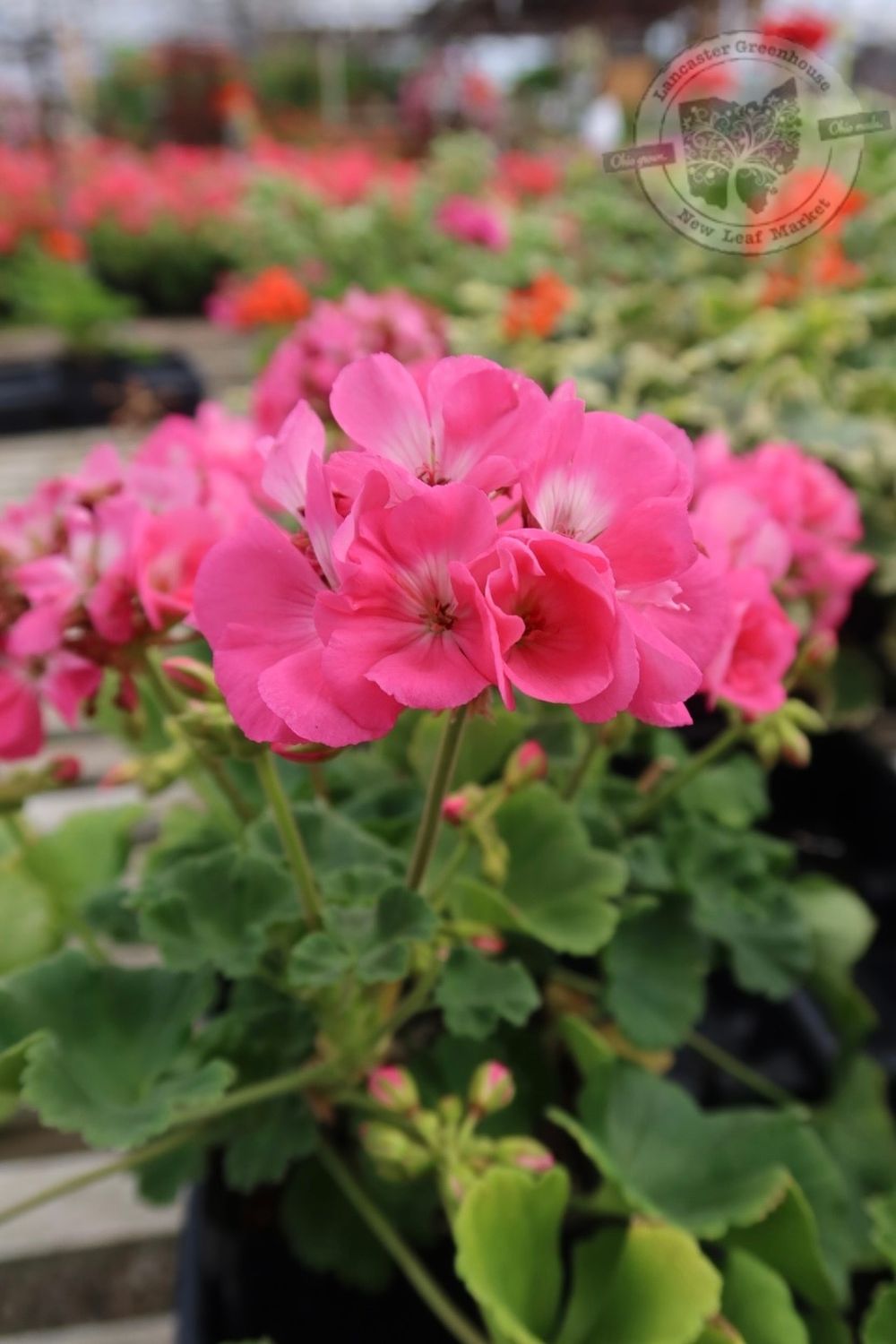 Geranium Pink HOT Pink Dynamo / Calliope (4 1/2" pot)