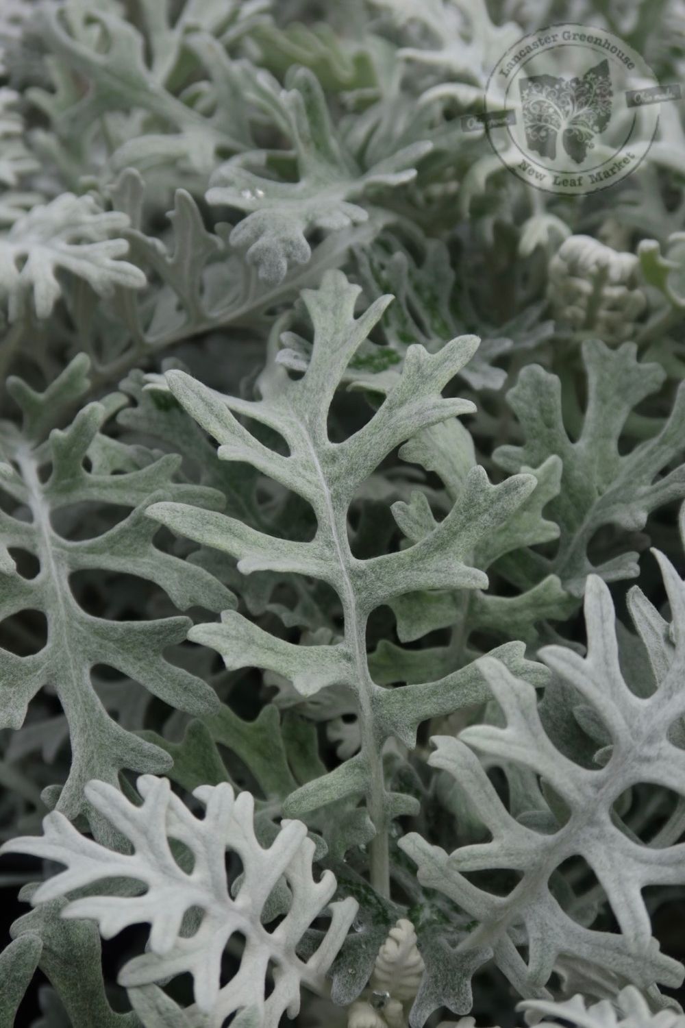 Dusty Miller Silverdust (3 pack)