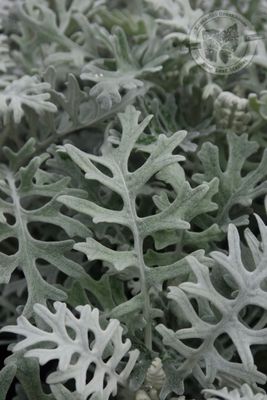 Dusty Miller Silverdust (3 pack)