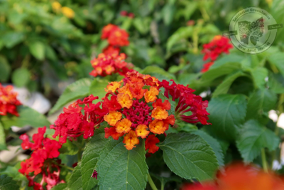Lantana Luscious Royale Red Zone PW (quart pot)