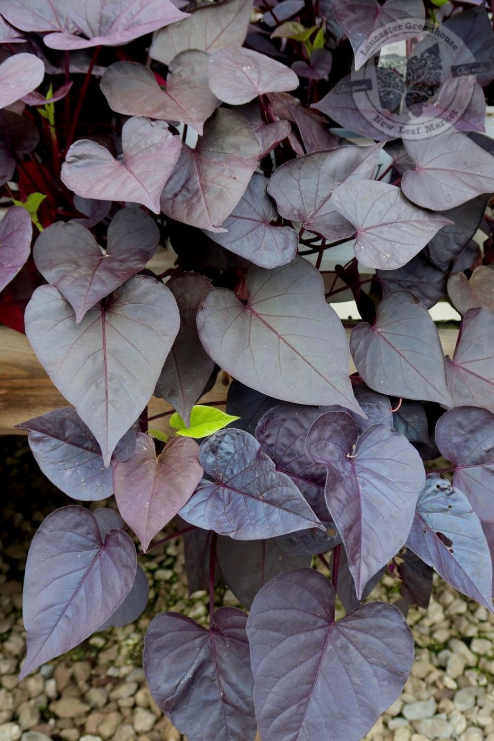 Ipomoea Jet Black Sweet Potato Vine Sweet Caroline Sweetheart PW (quart pot)