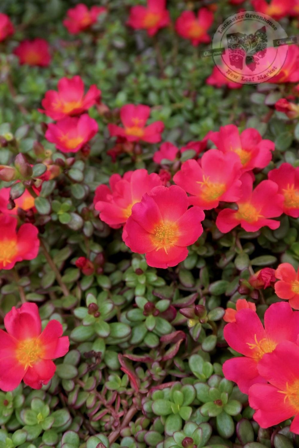 Portulaca Mojave Red PW (quart pot)
