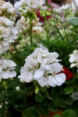 Jumbo Geranium White Patriot / Dynamo (7" Jumbo pot)