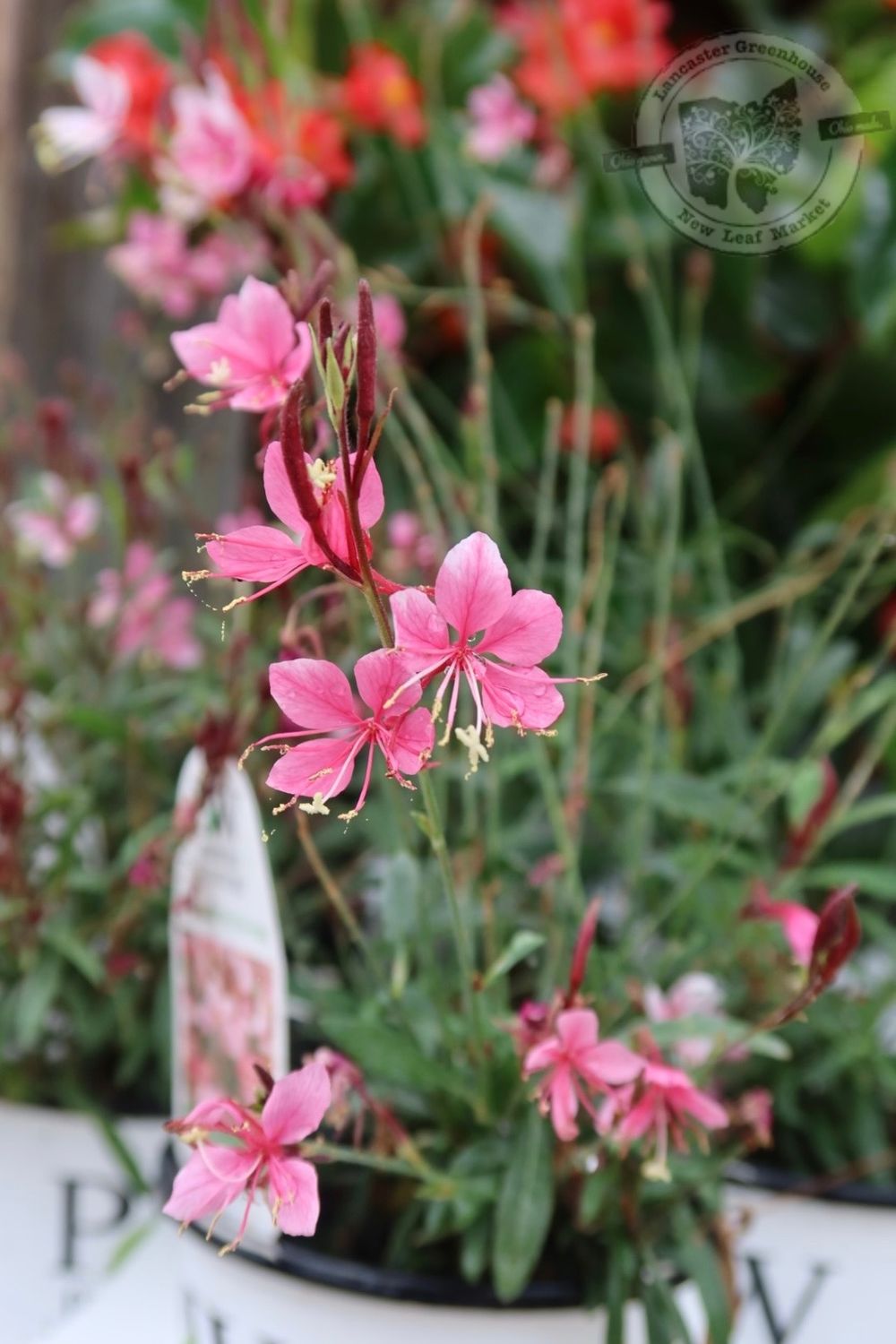 Gaura Karalee Petite Pink PW (quart pot)