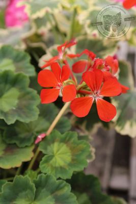 Geranium TRICOLOR Yellow, Green & Black Leaf (4 1/2" pot)