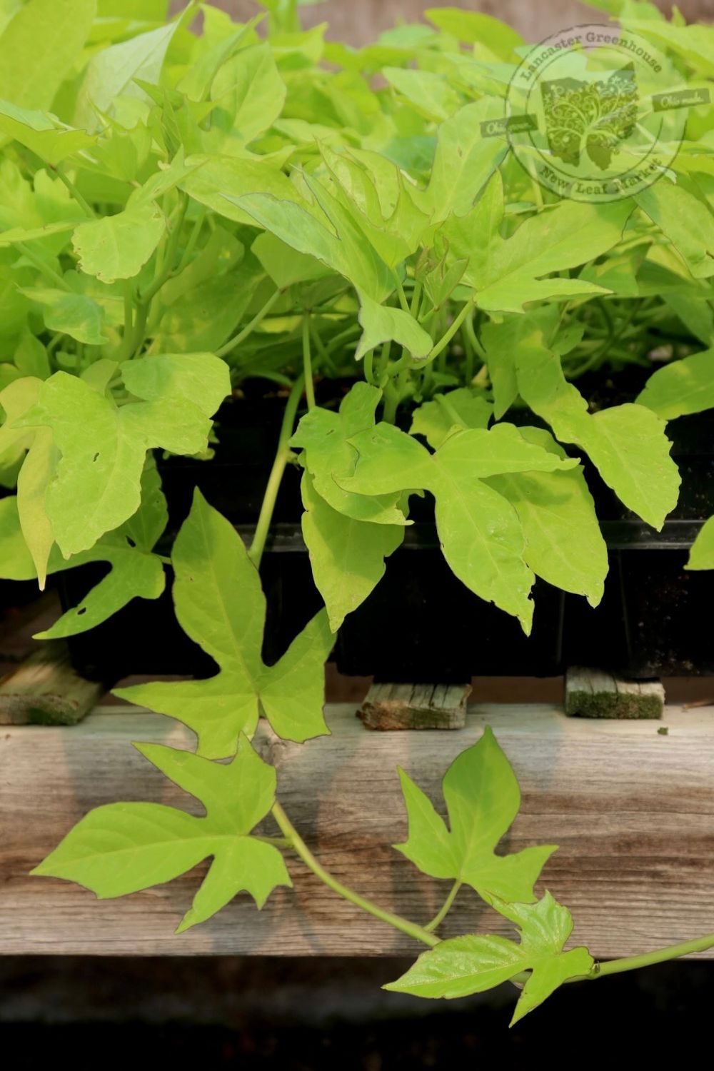 Ipomoea Margarita Sweet Potato Vine PW (quart pot)