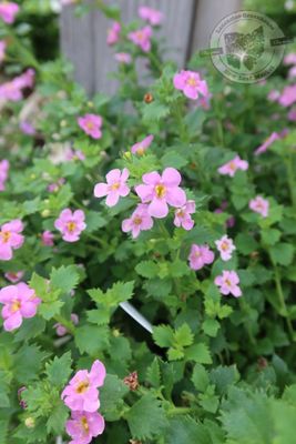 Sutera Bacopa Snowstorm ROSE PW (quart pot)