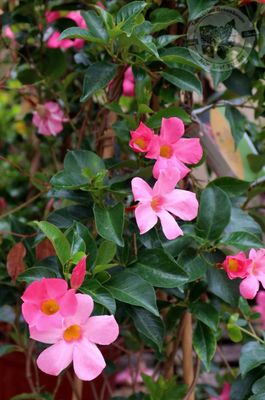 Mandevilla PINK Dipladenia (Vine on TRELLIS Tropical) $47.99