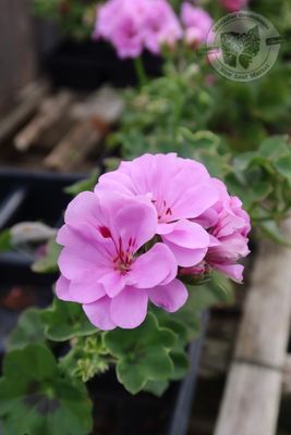 Ivy Geranium Lavender, Lavender Blue (4 1/2" pot)