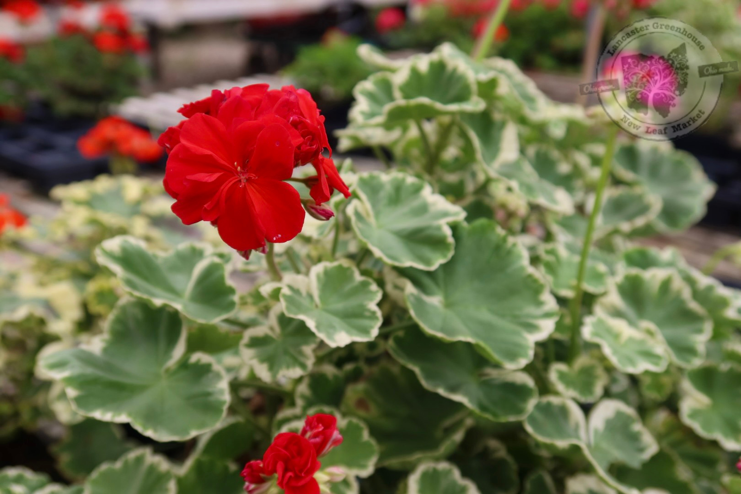 Geranium BICOLOR White & Green Leaf Wilhelm Langguth (4 1/2" pot)