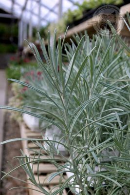 Helichrysum Icicles PW (quart pot)