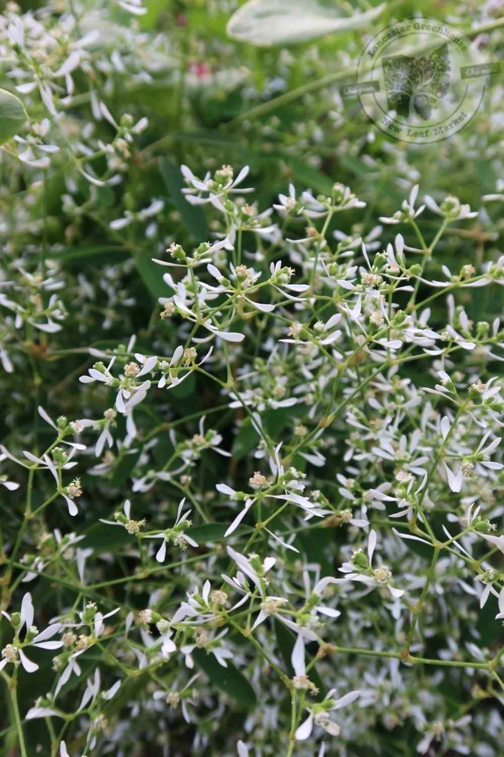 Euphorbia Diamond Frost PW (quart pot)