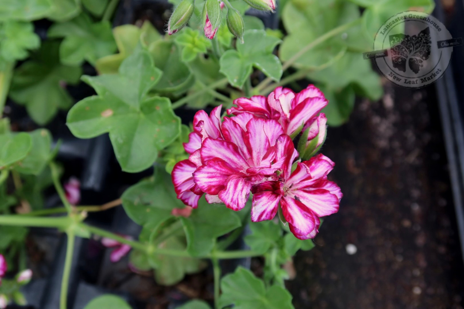 Ivy Geranium Burgundy ICE (4 1/2" pot)