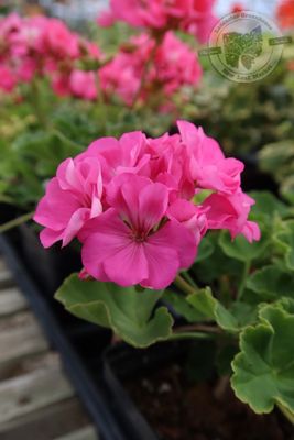 Geranium Pink Rose Pink / Patriot Cherry Rose Americana (4 1/2" pot)